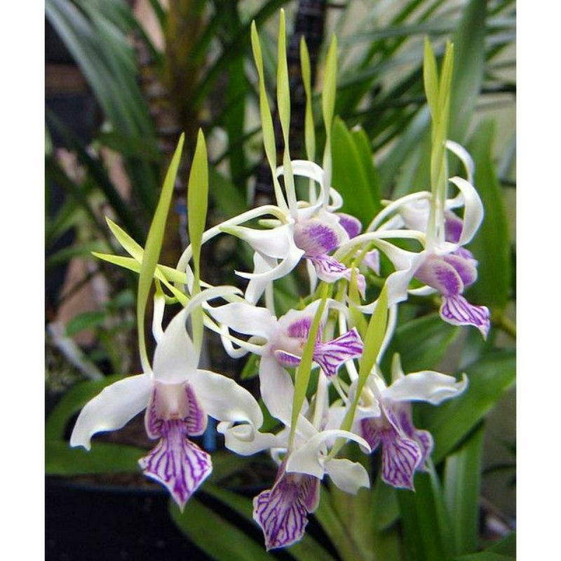Tanaman anggrek Seedling Dendrobium Stratiotes