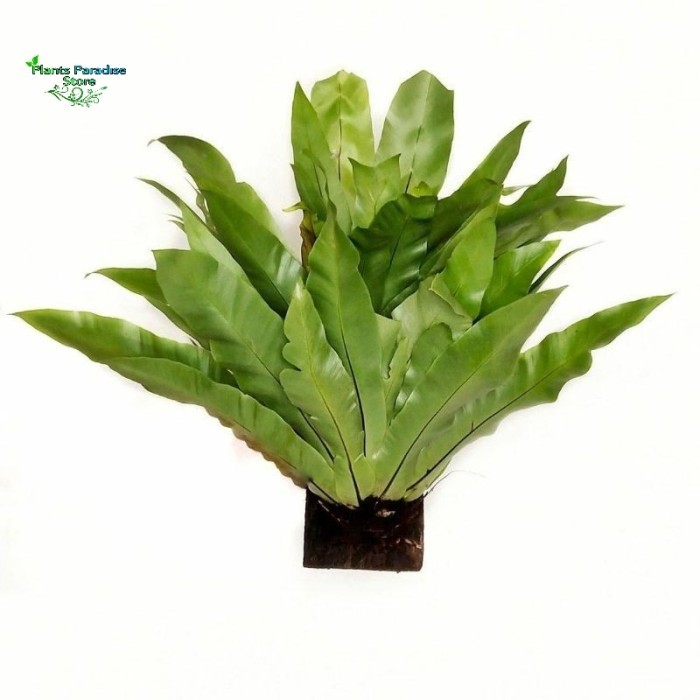 kadaka asplenium nidus - paku sarang burung - kadaka sarang burung