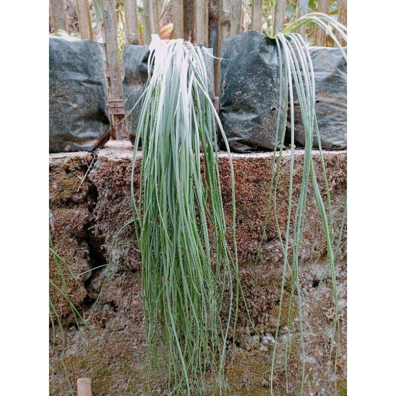 

bibit kucai daun bawang