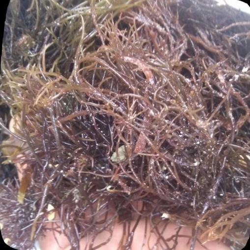 

promo rumput laut merah segar - rumput laut asli bisa COD