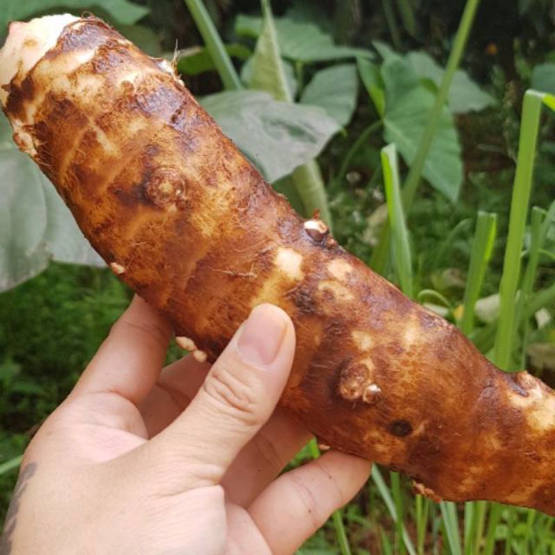 

Talas kimpul/talas Betawi 1 kg cod ,.