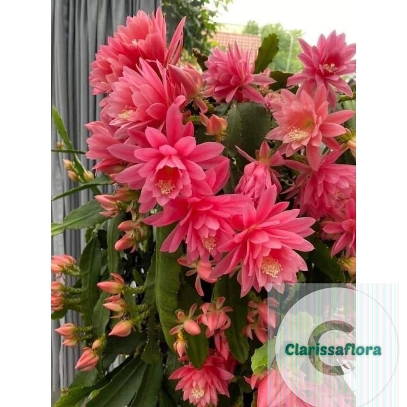 Tanaman hias pohon Wijaya Kusuma pink besar / bunga Wijaya Kusuma pink besar