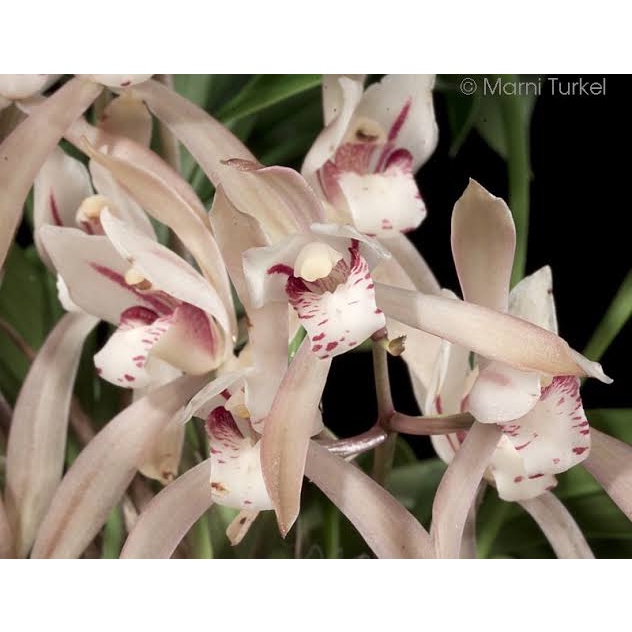 Anggrek cymbidium lancyfolium rimbun spike knop siap berbunga| Anggrek spesies