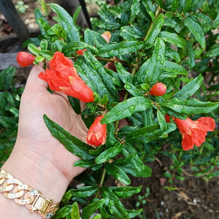 

Daun Delima Segar 100gram 100% Alami
