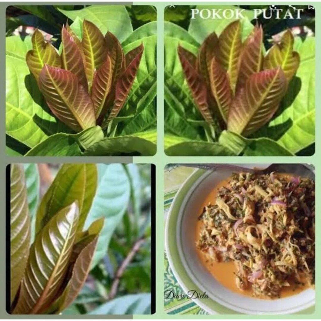 Daun Putat Pucuk Putat Segar Lalapan Khas Sunda Siap Petik Per200Gram Murah Isi Banyak
