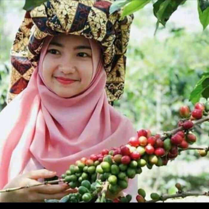 

Benih Kopi Arabika Dry Process 1kg