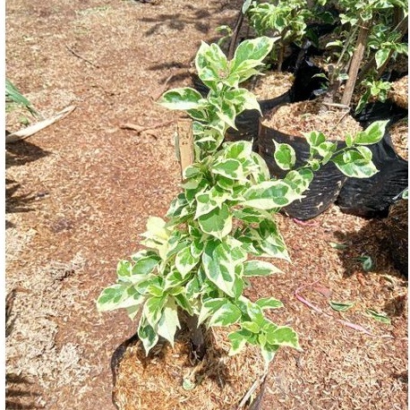 TERMURAH tanaman hias Bougenville varigata - Bougenville varigata - bonsai Bougenville
