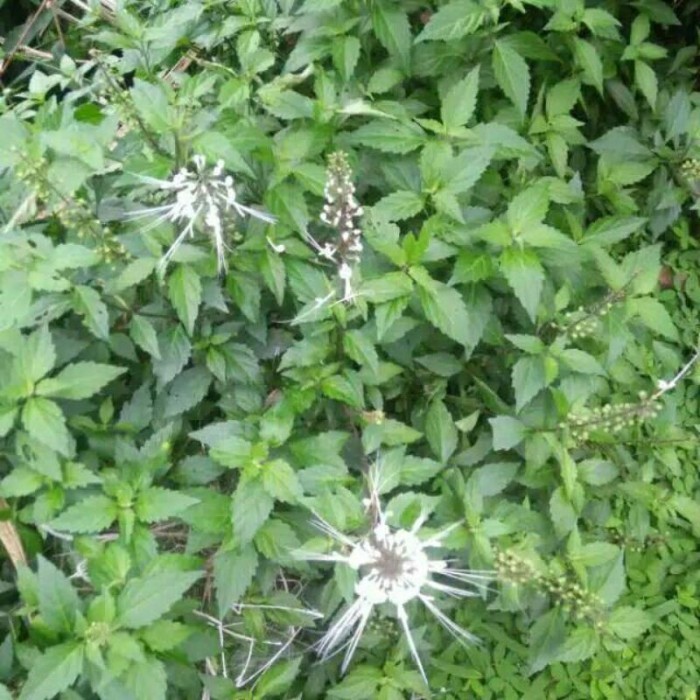 

New Daun Kumis Kucing Segar 100 gram - 100 gram