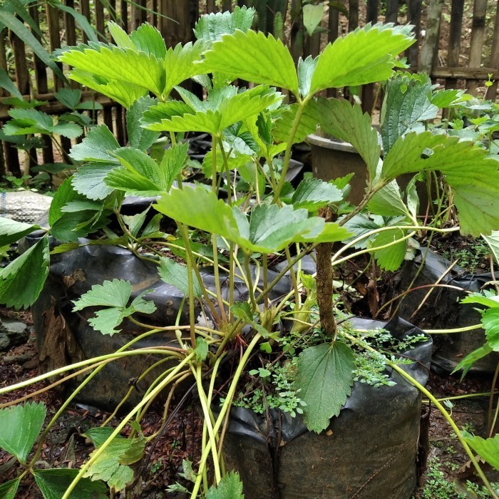 Promo Bibit Stroberi/Tanaman Buah Stroberi