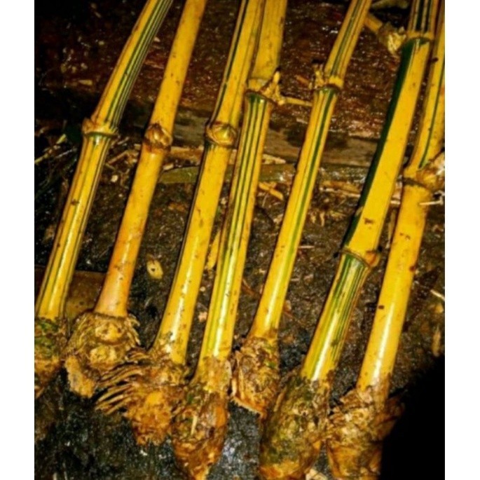 

Bibit bambu kuning berbonggol - bibit bambu kuning siap tanam