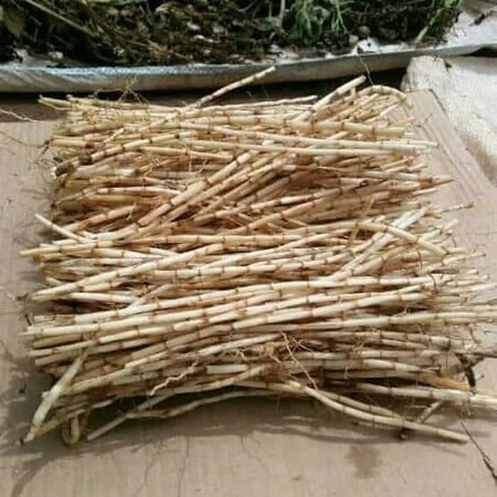 

akar alang alang 500 gram ilalang super fresh