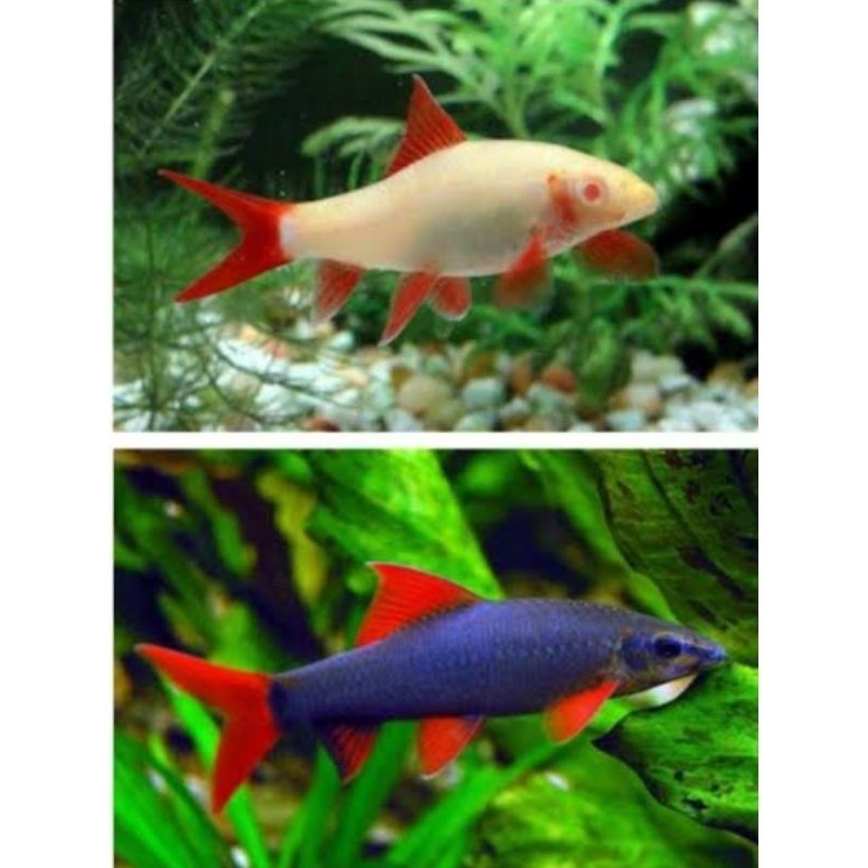 BELI10BONUS1 PEMBERSIH AKUARIUM REDFIN RED FIN ALBINO HITAM DUNIA IKAN