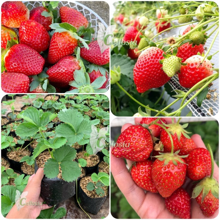 Bibit Tanaman Buah Stroberi Jumbo Stroberi California Cepat Berbuah