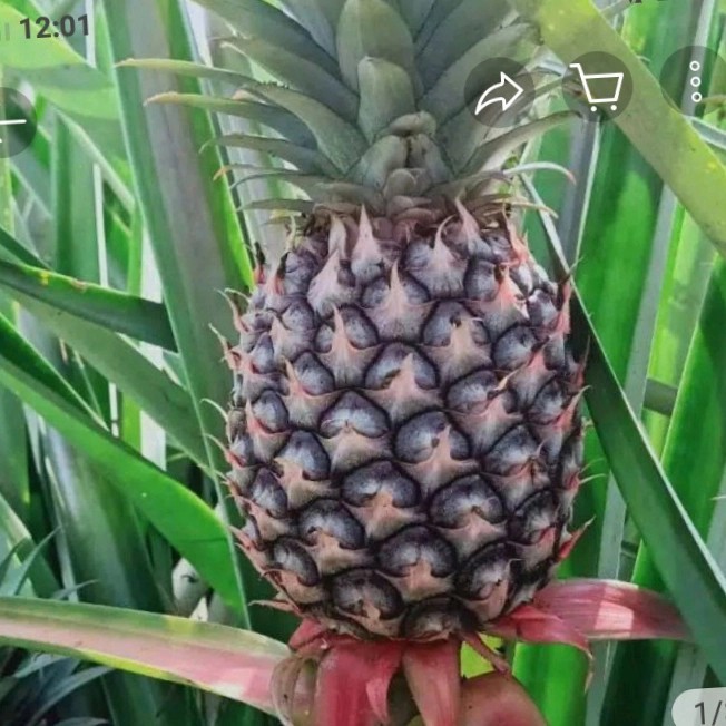 

buah nanas muda dijamin muda