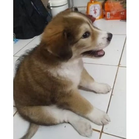 jual anjing golden mix jantan mainan