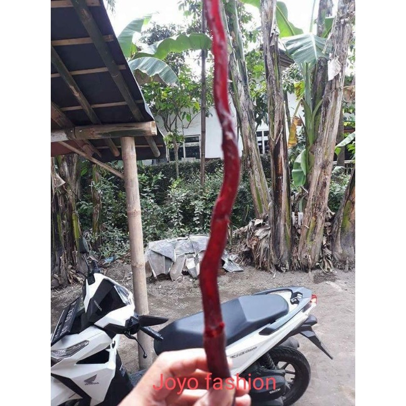 POHON AKAR BAHAR MERAH HITAM BAHAN GELANG