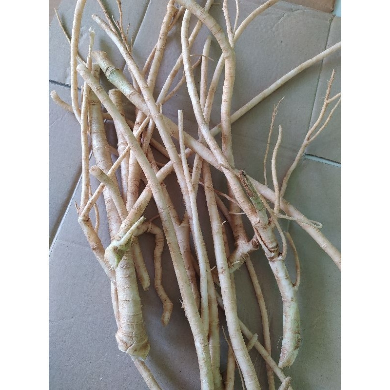 

Akar pepaya segar 500 gram fresh ready stok