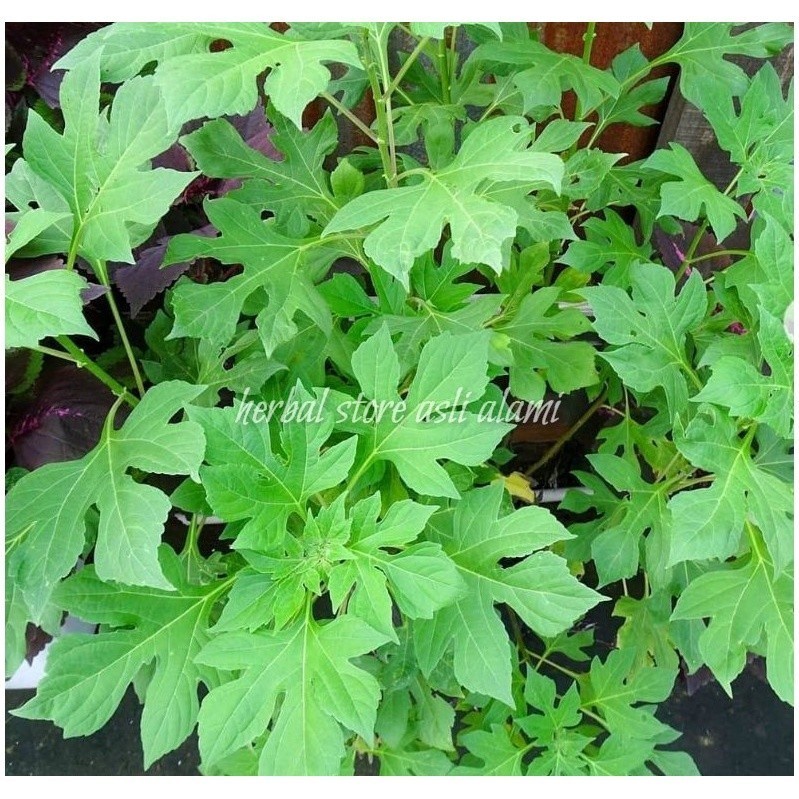 

herbal daun isnsulin/kipahit segar 1 kg