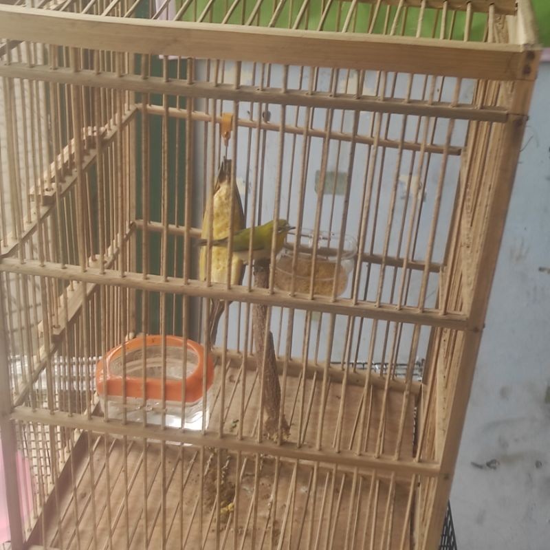 burung pleci montanus monty mata putih jantan wiksar plus kandang - Romeesa