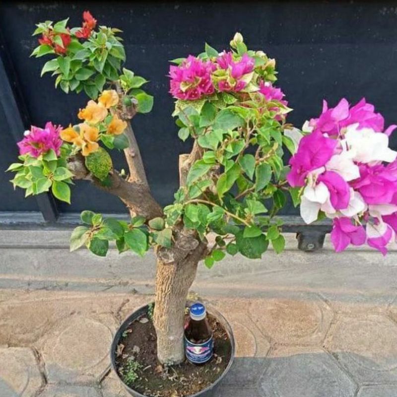 PROMO Bonsai bugenvil 3 warna - bahan bonsai bugenvil - bonsai bugenvil - bibit bonsai bugenvil - bu