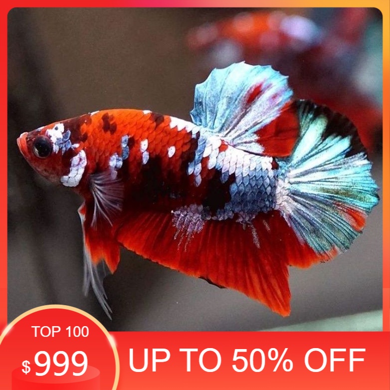 hiasan aquarium Ikan Cupang Giant Cello Bahanan Koi Galaxy Multicolor Berkualitas Hiasan Aquarium