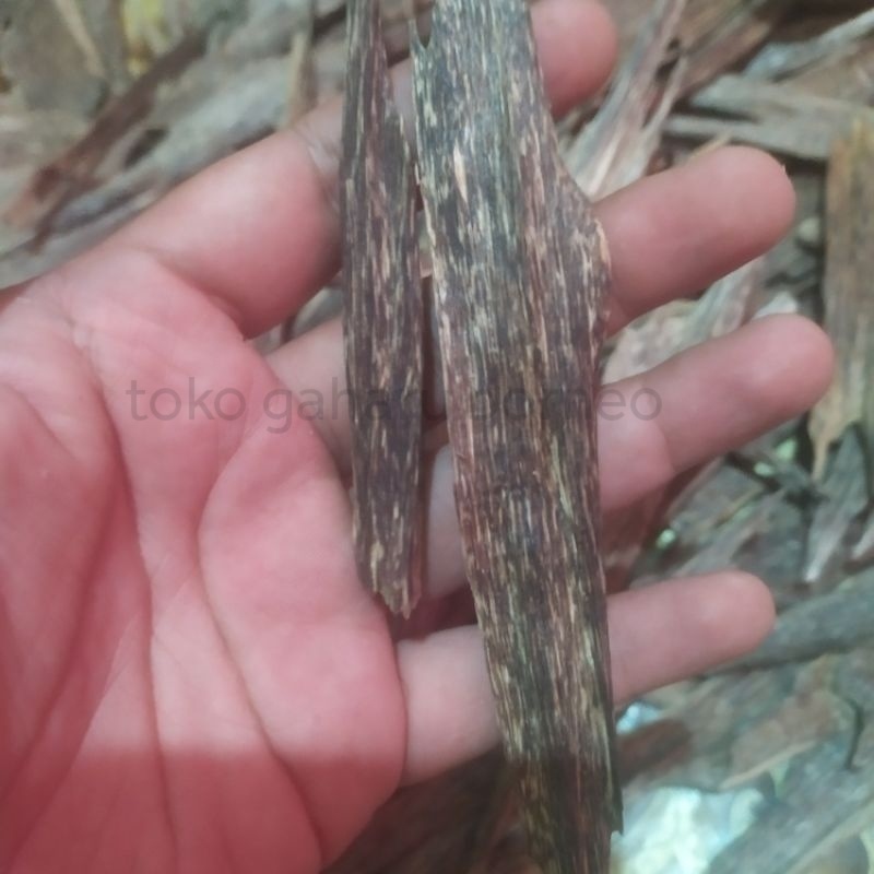 Gaharu Super Aquilaria Malaccensis Kwalitas Arab Buhur Bukhur Dupa Arab 1000% Gaharu Asli Terbaik