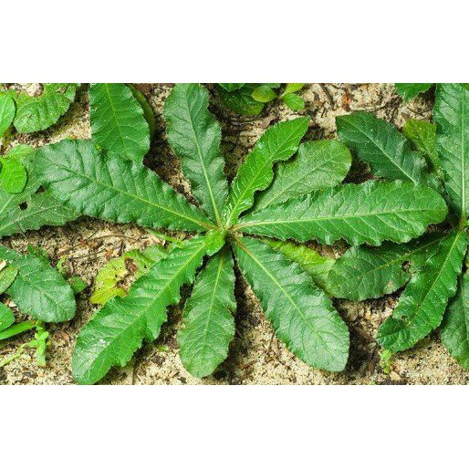 

Baru daun herbal tapak liman frees 250 gram COD