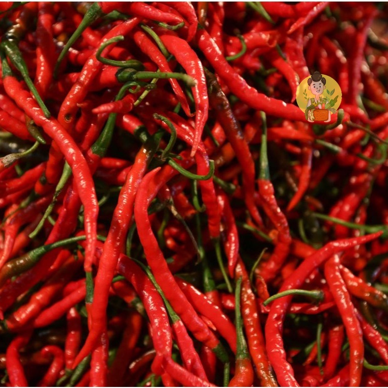 

Cabai Merah Keriting / Cabe Merah Keriting 250 gram - Sayur Segar Instan Malang
