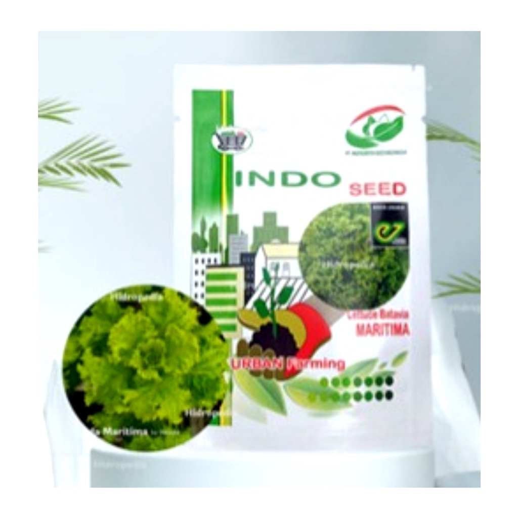 Benih Bibit Biji Selada Impor Maritima Batavia Enza Indogreen Indoseed