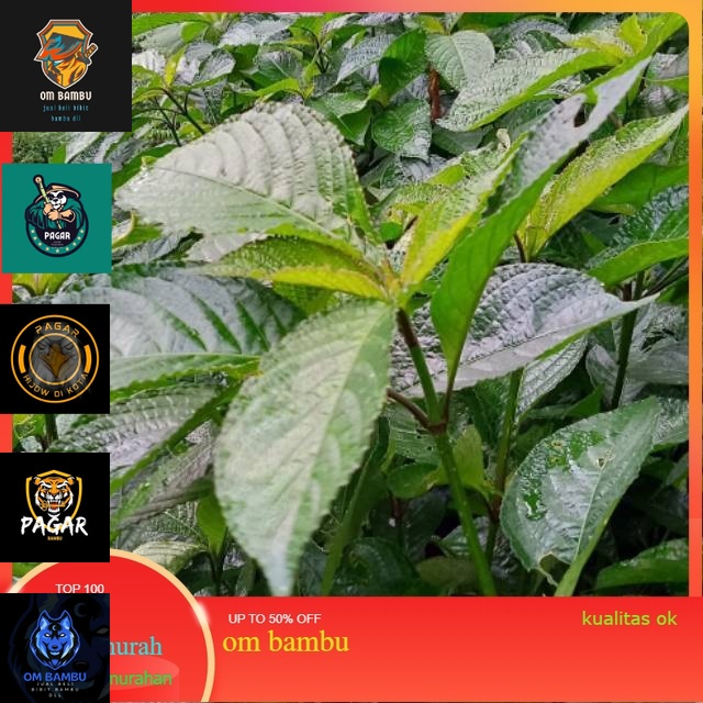 

Pecah beling/keji beling(500gram) promo 10 10