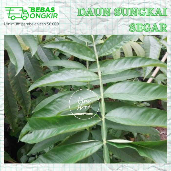 

Daun sungkai segar peningkat imun tubuh terbaru / anti virus