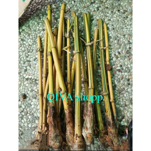 Bibit Pohon Bambu Kuning Gading Garis Hijau Hias Stek dan Berakar Yellow Bamboo Ampel Hias Pring di 