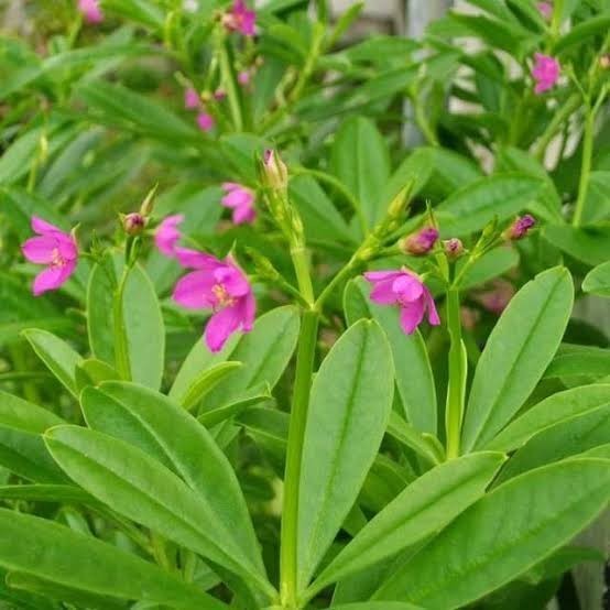 

Bibit Daun Ginseng 100 Gram Fresh Segar Som Jawa Organik Siap Tanam