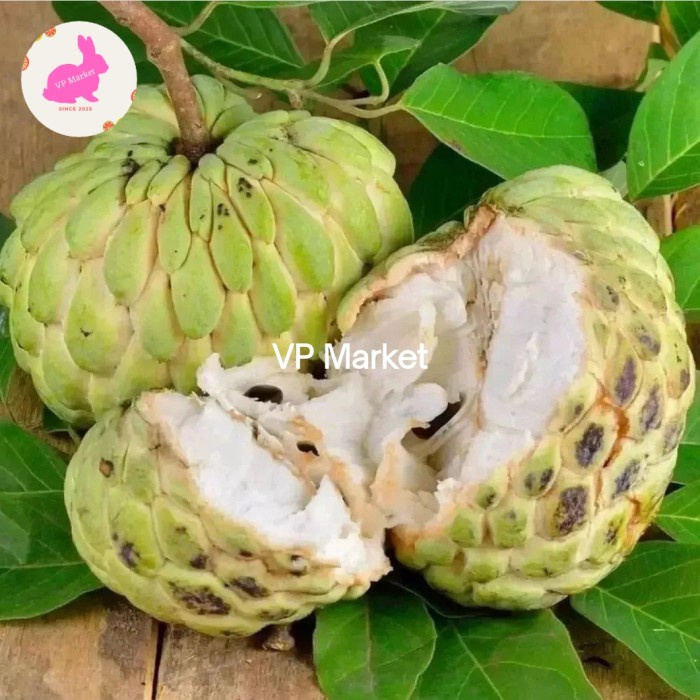 

Buah Srikaya Jumbo Fresh | Srikaya Jumbo Super 1kg