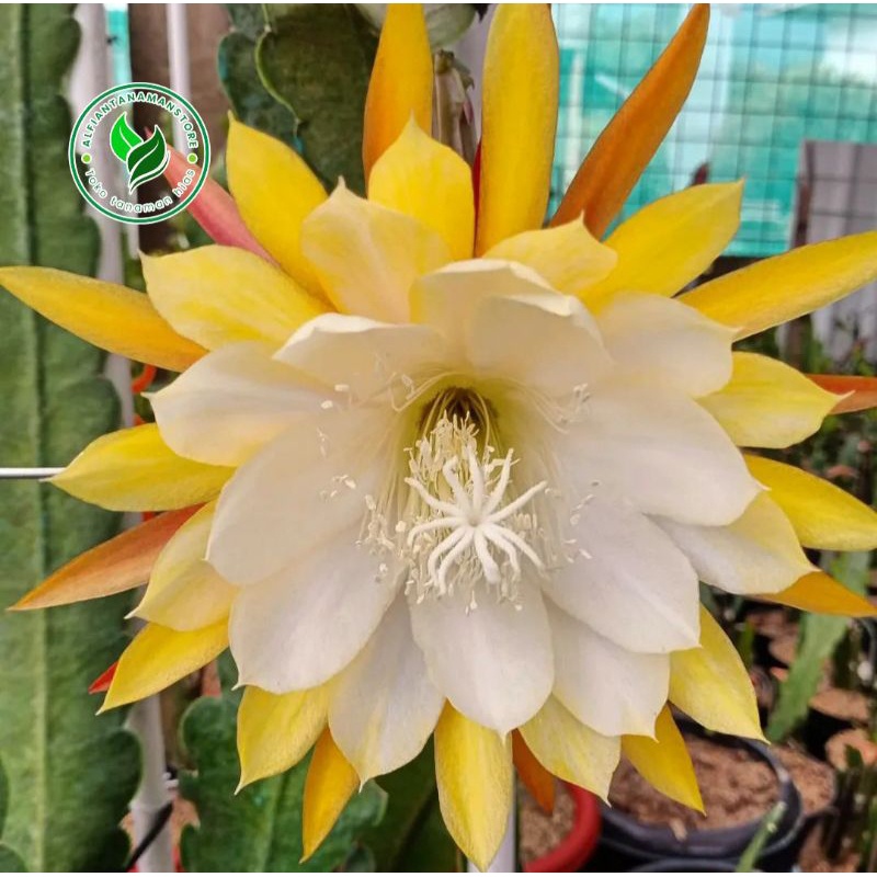 BISA COD tanaman hias bunga wijaya bunga kuning - bibit bunga wijaya kusuma kuning