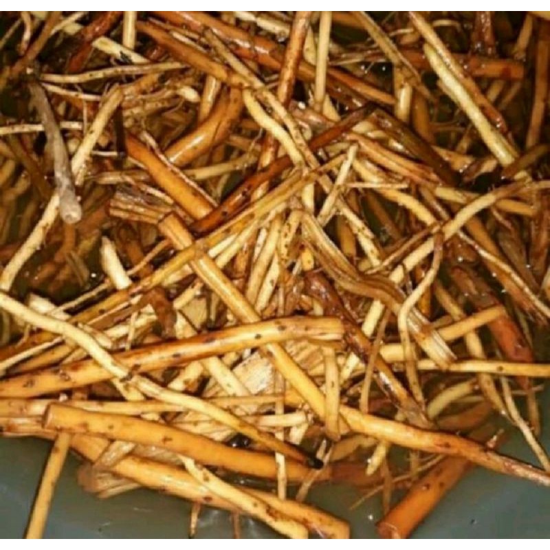 

Akar Pinang Segar 1 kg /Akar Jambe/Akar Jambe Muda/Akar Jambe Basah/1kg