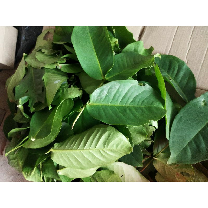 

Daun jambu air segar baru petik 500grm