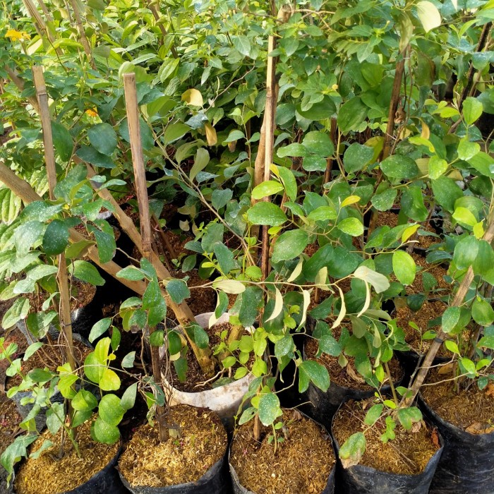 bibit tanaman apel india/putsa apel india