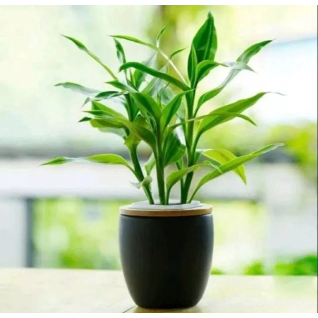 5 bataang sri rejeki bambu hoki bambu cina sri rejeki lucky bambu