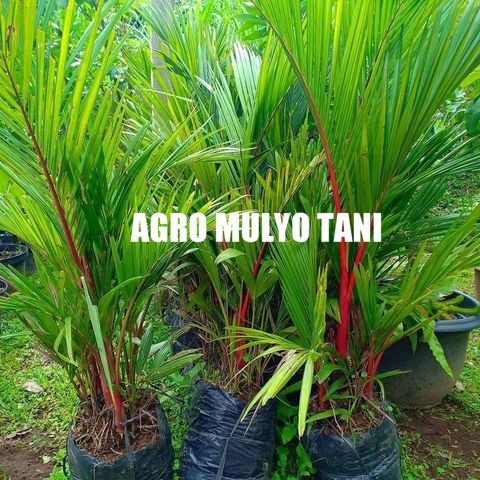 Bibit Tanaman Hias Palem Merah 1 Meter Tua