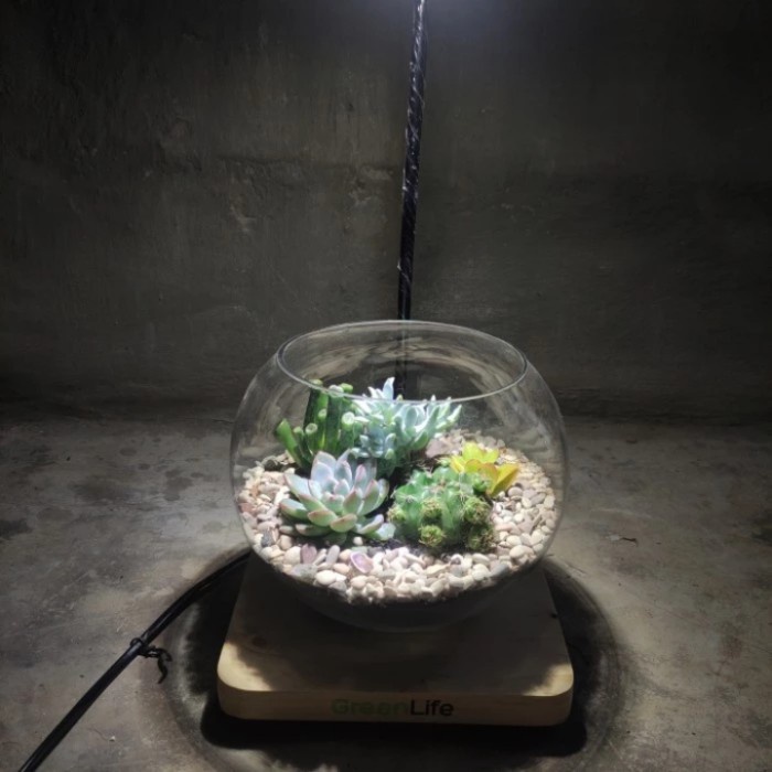 

Terrarium Kaktus Center of life | Kado Tanaman | Big