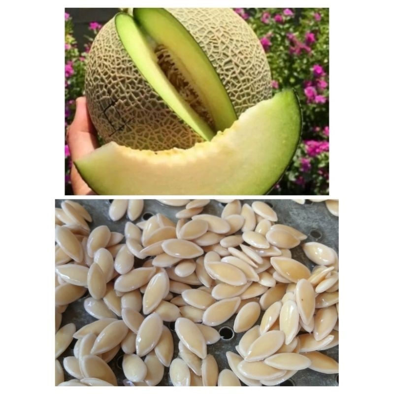 COD  100 biji benih melon hijau manis madu