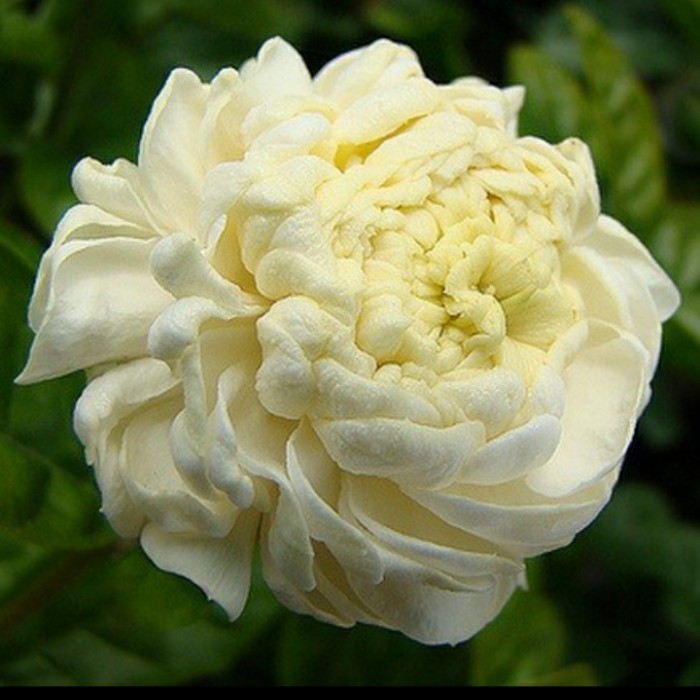 BIBIT TANAMAN BUNGA MELATI TELOR/ MELATI TELUR/ MELATI TUMPUK 30 CM UP