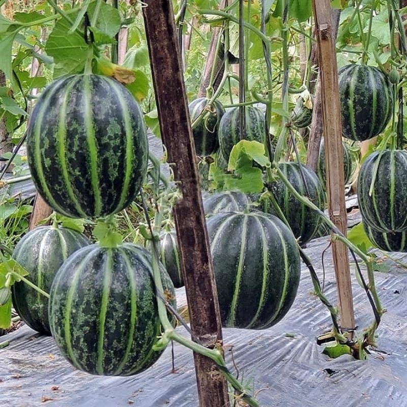 25 BENIH BIJI BLEWAH BLASTER SUPER F1