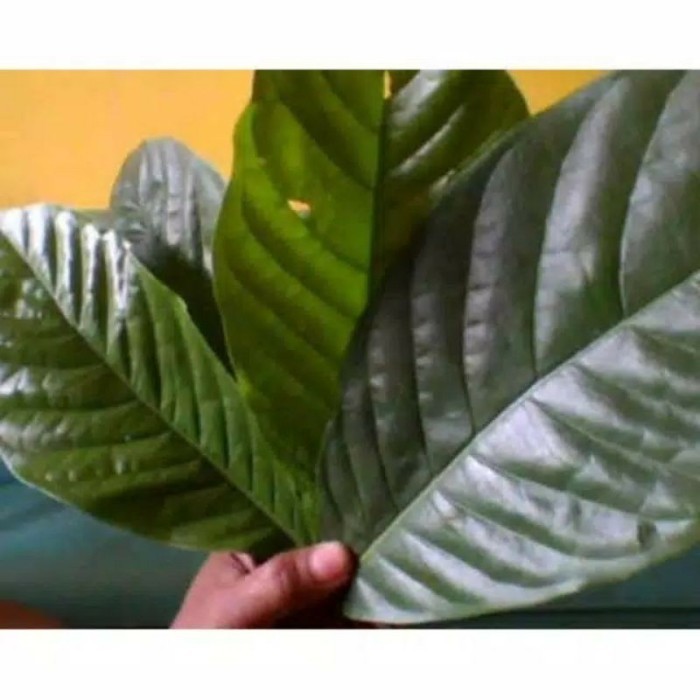 

Daun kopi segar langsung di petik variasi berat - 100gr