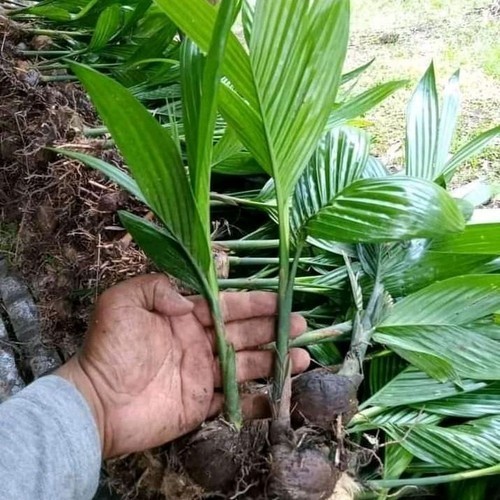

Pohon pinang Jambe - Bibit pinang Kecambah berdaun