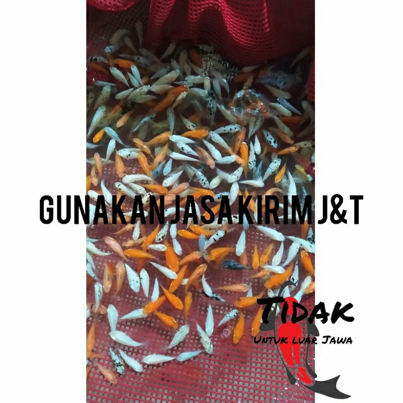 molly mix pakan ikan predator paket 50,75, dan 100 ekor murah meriah DUNIA IKAN