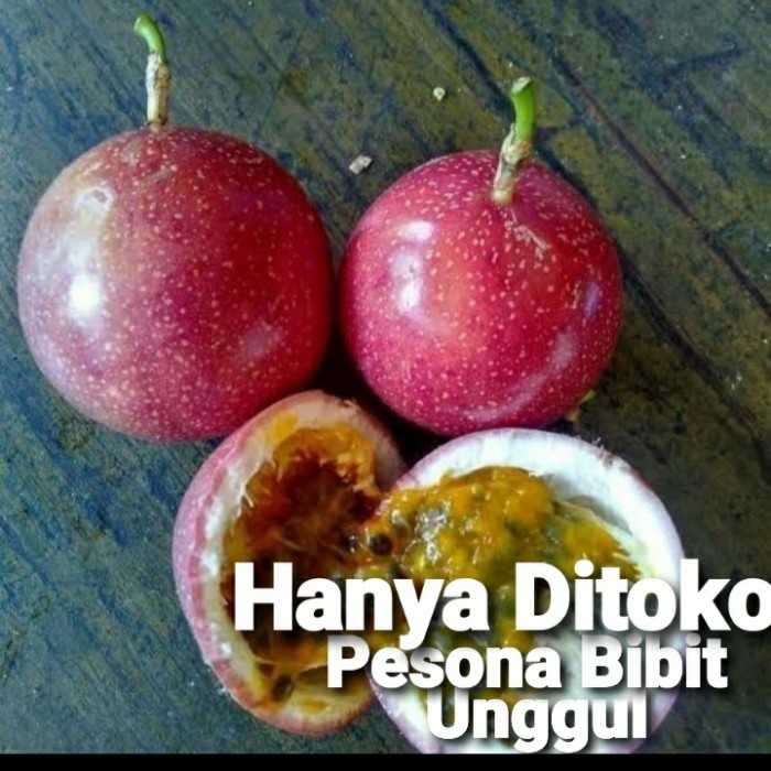 BIBIT TANAMAN BUAH MARKISA MERAH MANIS/ BIBIT MARKISA MERAH UNGGUL