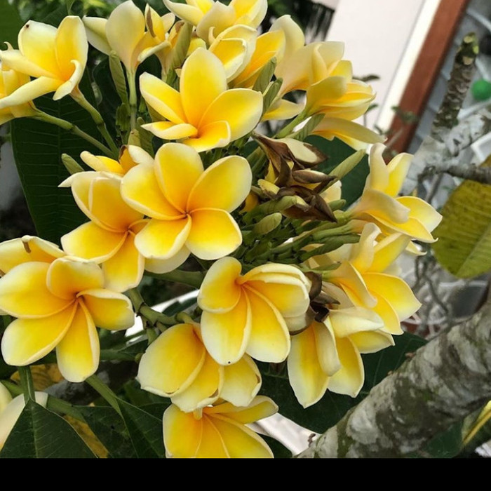Bibit Bunga Kamboja Kuning Putih / Plumeria
