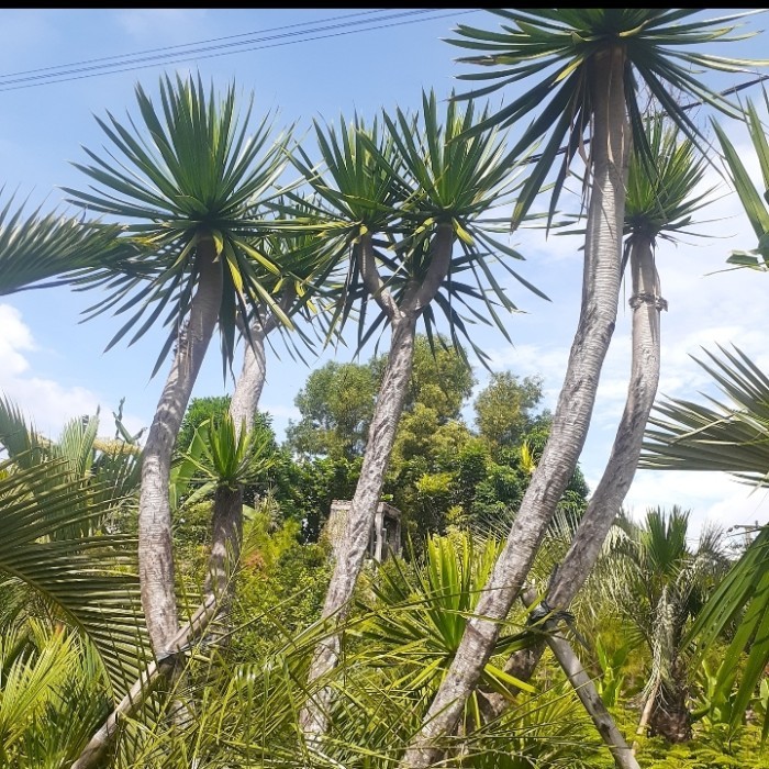 pohon pandan bali posil  batang besar